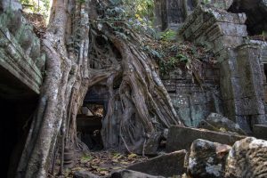 Old roots - Angkor Wat