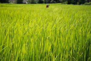 Rice fields, Pokhara