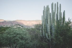 Huge cactus tree